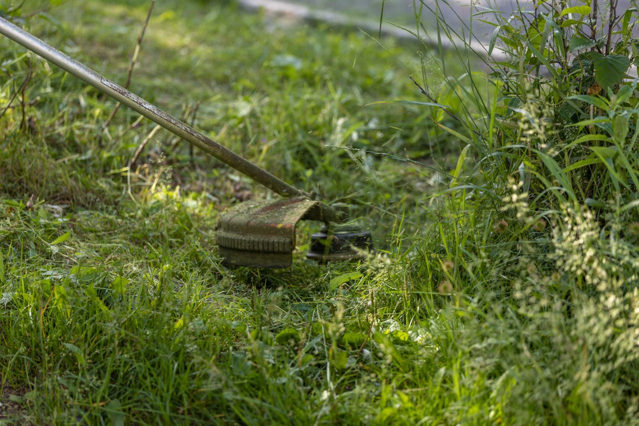 A grass trimmer cutting through a lush, green lawn on a sunny day.