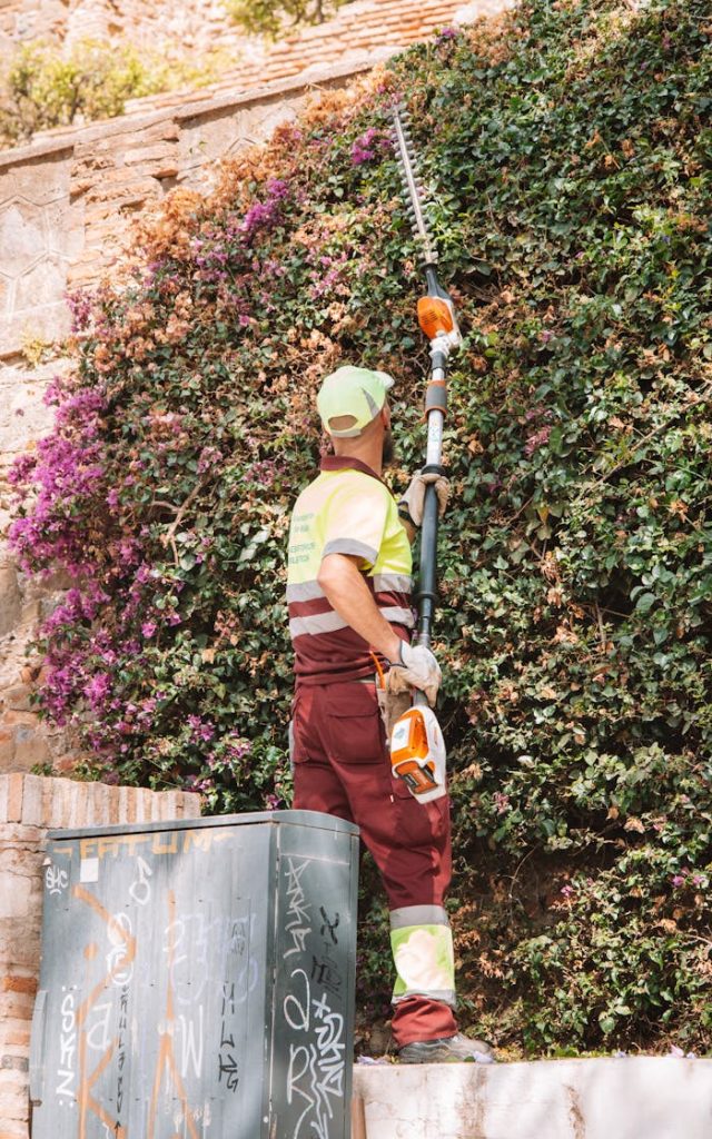 Man using hedge trimmer to cut ivy on wall in urban setting. Bright day.